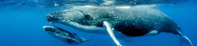 Whales whales whales